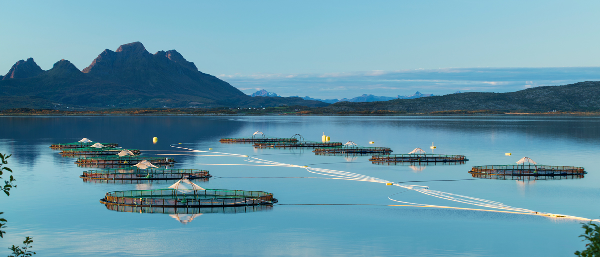 Offshore aquaculture